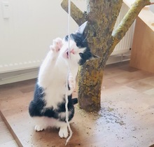 PIPI, Katze, Europäisch Kurzhaar in Bad Gandersheim - Bild 16