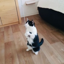 PIPI, Katze, Europäisch Kurzhaar in Bad Gandersheim - Bild 17