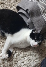 PIPI, Katze, Europäisch Kurzhaar in Bad Gandersheim - Bild 18