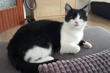 PIPI, Katze, Europäisch Kurzhaar in Bad Gandersheim - Bild 19