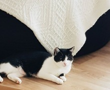 PIPI, Katze, Europäisch Kurzhaar in Bad Gandersheim - Bild 2