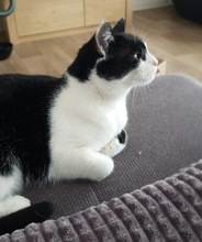 PIPI, Katze, Europäisch Kurzhaar in Bad Gandersheim - Bild 20