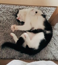 PIPI, Katze, Europäisch Kurzhaar in Bad Gandersheim - Bild 21