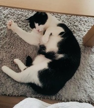 PIPI, Katze, Europäisch Kurzhaar in Bad Gandersheim - Bild 22