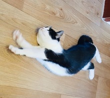 PIPI, Katze, Europäisch Kurzhaar in Bad Gandersheim - Bild 3