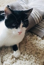 PIPI, Katze, Europäisch Kurzhaar in Bad Gandersheim - Bild 4