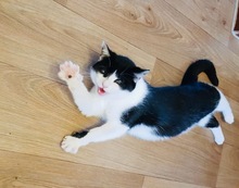 PIPI, Katze, Europäisch Kurzhaar in Bad Gandersheim - Bild 5