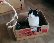 PIPI, Katze, Europäisch Kurzhaar in Bad Gandersheim - Bild 6