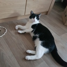PIPI, Katze, Europäisch Kurzhaar in Bad Gandersheim - Bild 7