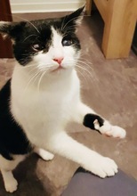 PIPI, Katze, Europäisch Kurzhaar in Bad Gandersheim - Bild 8