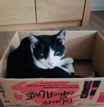 PIPI, Katze, Europäisch Kurzhaar in Bad Gandersheim - Bild 9