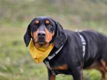 LISA, Hund, Jagdhund-Mix in Griechenland - Bild 1