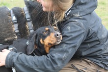LISA, Hund, Jagdhund-Mix in Griechenland - Bild 2