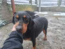 LISA, Hund, Jagdhund-Mix in Griechenland - Bild 3
