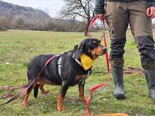 LISA, Hund, Jagdhund-Mix in Griechenland - Bild 4
