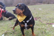 LISA, Hund, Jagdhund-Mix in Griechenland - Bild 5