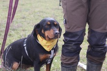 LISA, Hund, Jagdhund-Mix in Griechenland - Bild 7