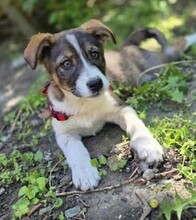 MIRUNA, Hund, Mischlingshund in Rumänien - Bild 1