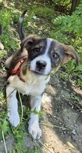 MIRUNA, Hund, Mischlingshund in Rumänien - Bild 2