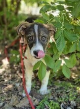 MIRUNA, Hund, Mischlingshund in Rumänien - Bild 3