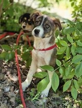MIRUNA, Hund, Mischlingshund in Rumänien - Bild 4