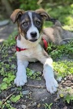 MIRUNA, Hund, Mischlingshund in Rumänien - Bild 5