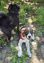 MIRUNA, Hund, Mischlingshund in Rumänien - Bild 6