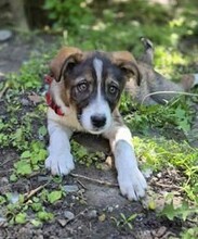 MIRUNA, Hund, Mischlingshund in Rumänien - Bild 7