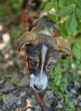 MIRUNA, Hund, Mischlingshund in Rumänien - Bild 8