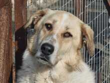 PÜPPI, Hund, Mischlingshund in Griechenland - Bild 1