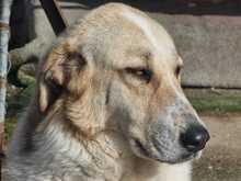 PÜPPI, Hund, Mischlingshund in Griechenland - Bild 2