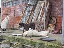 PÜPPI, Hund, Mischlingshund in Griechenland - Bild 3