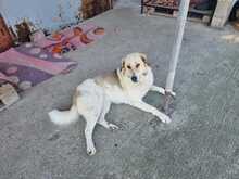 PÜPPI, Hund, Mischlingshund in Griechenland - Bild 4