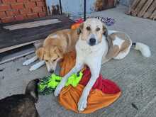 PÜPPI, Hund, Mischlingshund in Griechenland - Bild 5