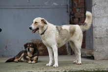 PÜPPI, Hund, Mischlingshund in Griechenland - Bild 7