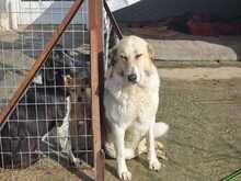 PÜPPI, Hund, Mischlingshund in Griechenland - Bild 8