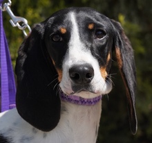 LISBON, Hund, Mischlingshund in Zypern - Bild 1