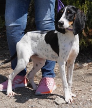 LISBON, Hund, Mischlingshund in Zypern - Bild 10