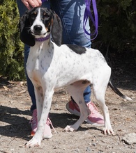 LISBON, Hund, Mischlingshund in Zypern - Bild 2