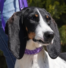 LISBON, Hund, Mischlingshund in Zypern - Bild 3