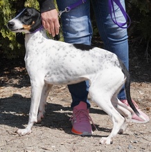 LISBON, Hund, Mischlingshund in Zypern - Bild 4