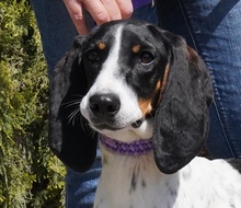 LISBON, Hund, Mischlingshund in Zypern - Bild 5