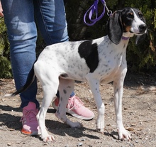 LISBON, Hund, Mischlingshund in Zypern - Bild 6