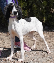LISBON, Hund, Mischlingshund in Zypern - Bild 7