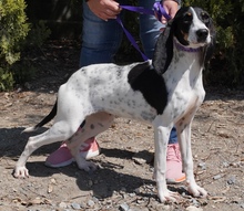 LISBON, Hund, Mischlingshund in Zypern - Bild 9