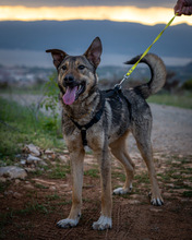 YODAA, Hund, Mischlingshund in Nordmazedonien - Bild 1