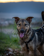 YODAA, Hund, Mischlingshund in Nordmazedonien - Bild 2