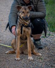 YODAA, Hund, Mischlingshund in Nordmazedonien - Bild 3