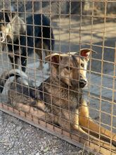 YODAA, Hund, Mischlingshund in Nordmazedonien - Bild 5