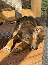 YODAA, Hund, Mischlingshund in Nordmazedonien - Bild 6